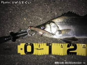 ¥·¡¼¥Ð¥¹¡Ê¥Ò¥é¥»¥¤¥´¡Ë