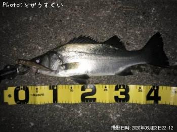 ¥·¡¼¥Ð¥¹¡Ê¥Ò¥é¥»¥¤¥´¡Ë