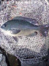 �����᥸��