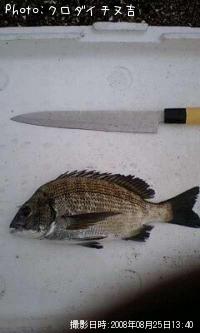 クロダイ