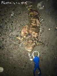 ¥ª¥Ë¡¡¥ª¥³¥¼¡©