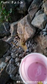 �ƥʥ�����