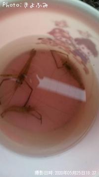 �ƥʥ�����