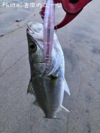 �����Х�