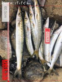 タイワンカマス