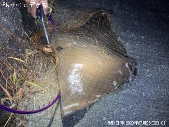 �ʥ�ȥӥ���