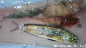 ¥·¥¤¥é¡¢¥Û¥¦¥Ü¥¦¡¢¥µ¥Ð¡¢¥¢¥ª¥Ï¥¿