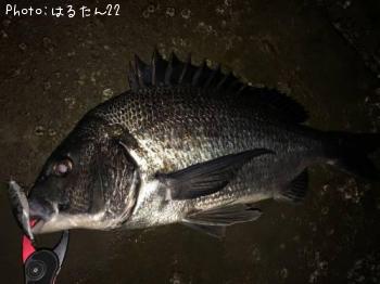 ¥¯¥í¥À¥¤¡¡