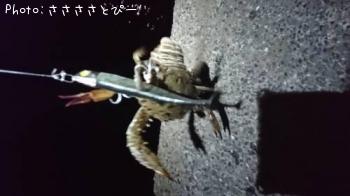 マゴチ&ワタリガニ&ツバクロエイ