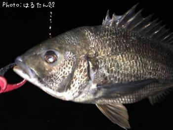 ¥¯¥í¥À¥¤¡¡