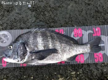 ¥¯¥í¥À¥¤¡¡