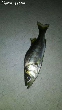 �����Х�