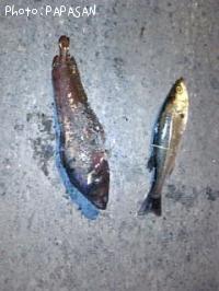 �������������ʥ�