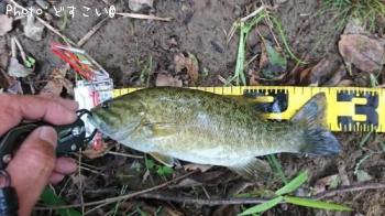 スモールマウス