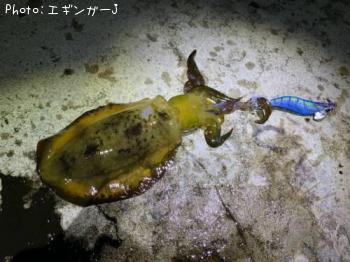 �����ꥤ��