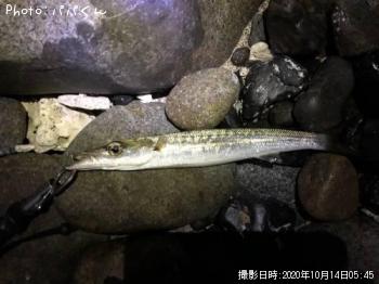 タイワンカマス