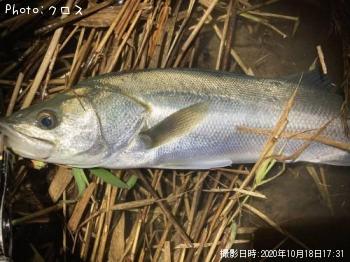 ¥·¡¼¥Ð¥¹£²£°É¤