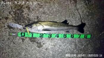 ランカーシーバス