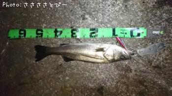 ランカーシーバス