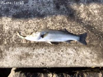 �����Х�