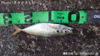 ¥¢¥¸¡õ¥«¥Þ¥¹