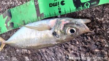 ¥¢¥¸¡õ¥«¥Þ¥¹