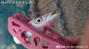 ¥¢¥¸¡õ¥«¥Þ¥¹