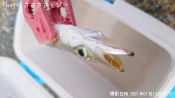 ¥¢¥¸¡õ¥«¥Þ¥¹