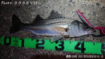 �����Х�