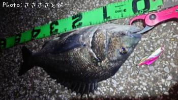 �������������󥴥����֥�