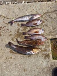 �����ʥ�