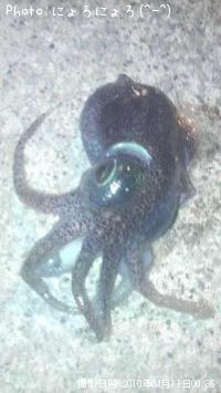 イカ(こうちゃん)