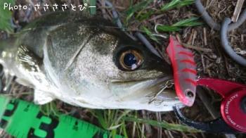 ¥¯¥í¥À¥¤¡õ¥·¡¼¥Ð¥¹