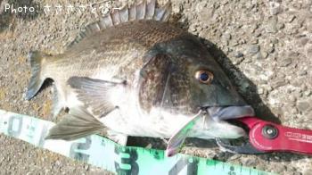 ¥¯¥í¥À¥¤¡õ¥·¡¼¥Ð¥¹