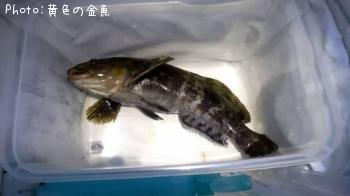 �����ʥ�