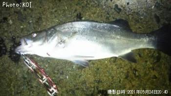 �����Х�