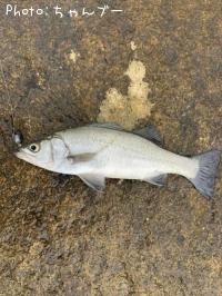 �ҥ饹����