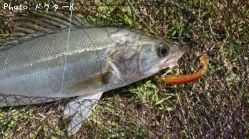 �����Х�