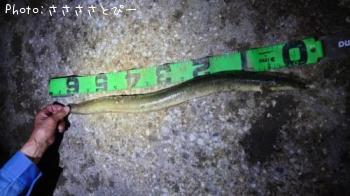 �ޥ������勵�ꥬ�ˡ����ʤ�