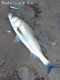 �����Х�