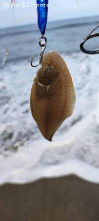 ¥·¥¿¥Ó¥é¥á