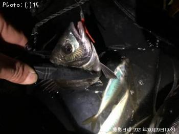 ¥¢¥¸¡¢¥Á¥ó¥Á¥ó