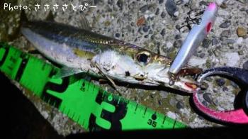 ���ޥ���������Х�