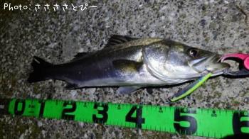 ���ޥ���������Х�