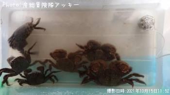 �⥯������