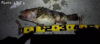 �٥å�������