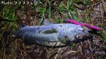 �����Х�