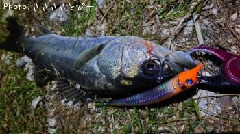 �����Х�