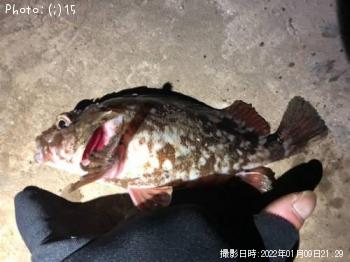 ¥«¥µ¥´¡¢¥Ï¥¼