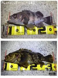 ¥á¥Ð¥ë¡¢¥¿¥±¥Î¥³¥á¥Ð¥ë